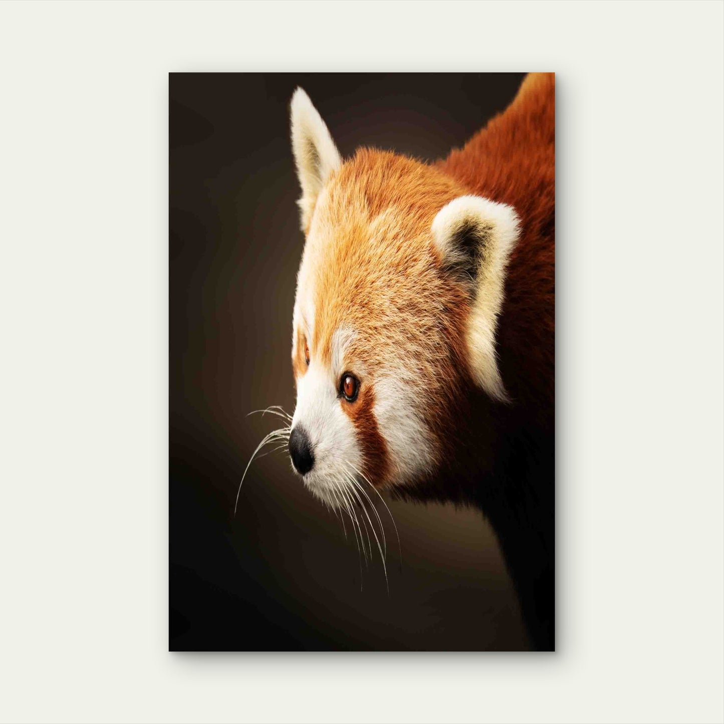 A Close Up Portrait Of Red Panda Metal Print Ready to Hang