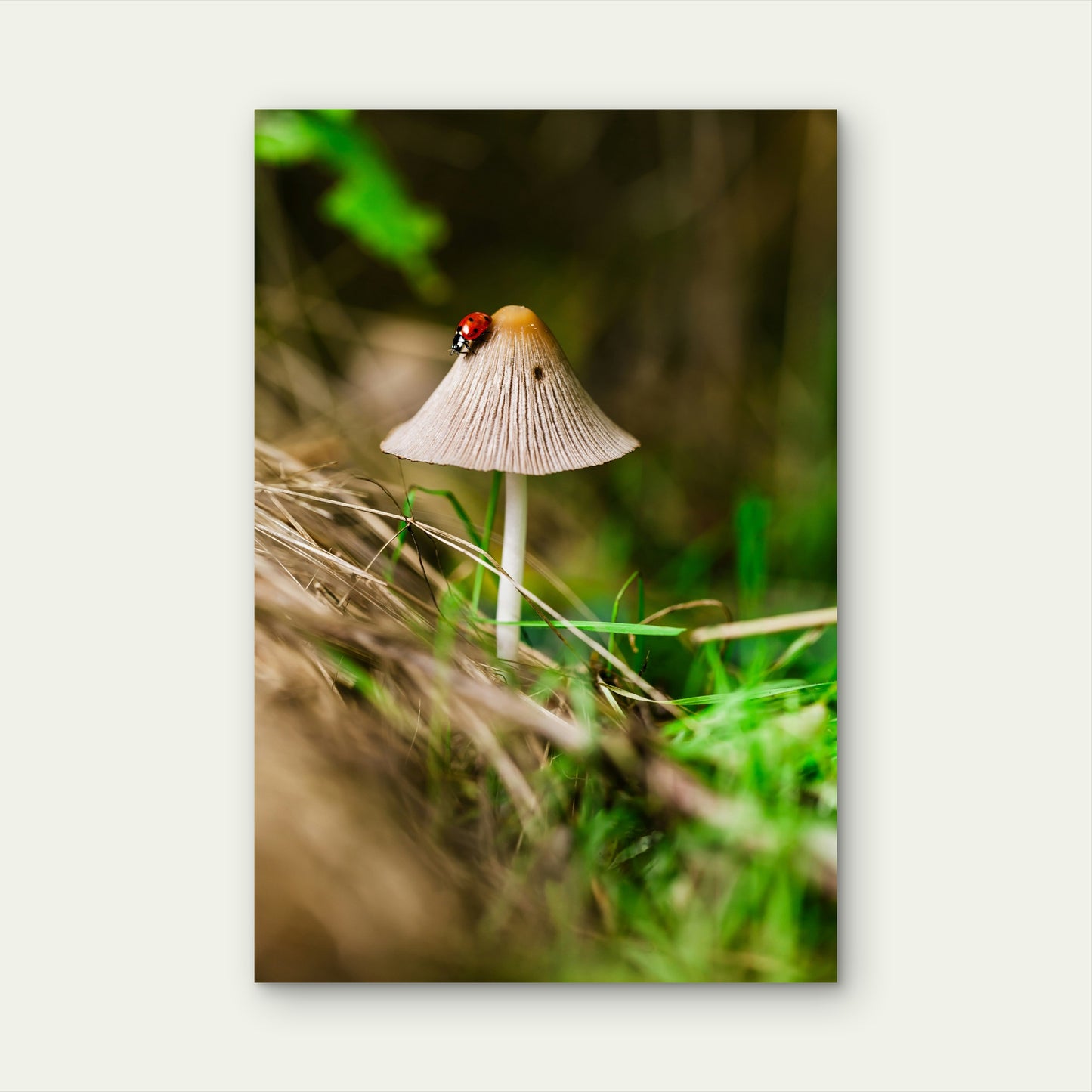 Bonnet Mushroom With A Ladybug On Its Cap 60x90cm Metal Print Ready to Hang