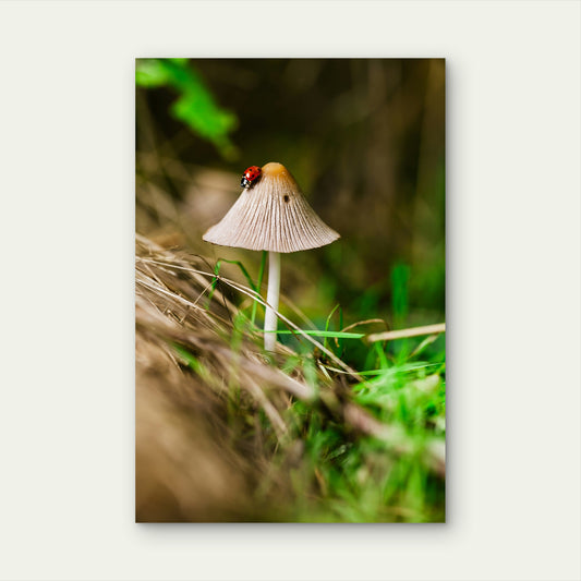Bonnet Mushroom With A Ladybug On Its Cap 60x90cm Metal Print Ready to Hang