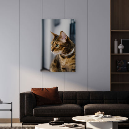 Close Up Cat Looking Away 40x60cm Metal Print Ready to Hang