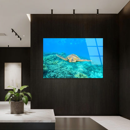 Great Barrier Reef Sea Turtle Coral  Acrylic Glass Printing Wall Art Australian Made Quality