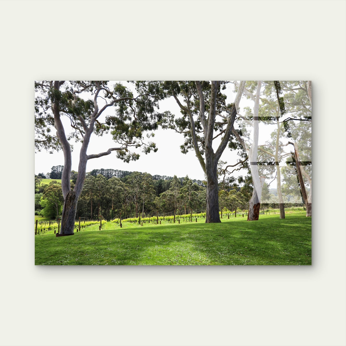 Yarra Valley Vineyard Eucalyptus Trees  Acrylic  Glass Printing Wall Art Australian Made Quality