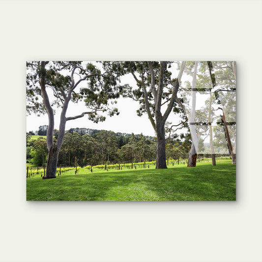 Yarra Valley Vineyard Eucalyptus Trees Acrylic Glass Printing Wall Art Australian Made Quality