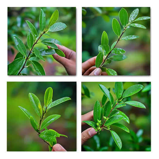 4pcs Leaves And Berries Of Coc Wall Art Canvas Framed