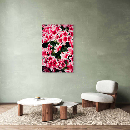 Close-Up of Blooming Azalea Flowers 60x90cm Metal Print Ready to Hang