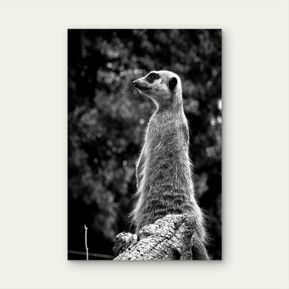 Black White Meerkat Wildlife Sentinel 40x60cm Metal Print Ready to Hang