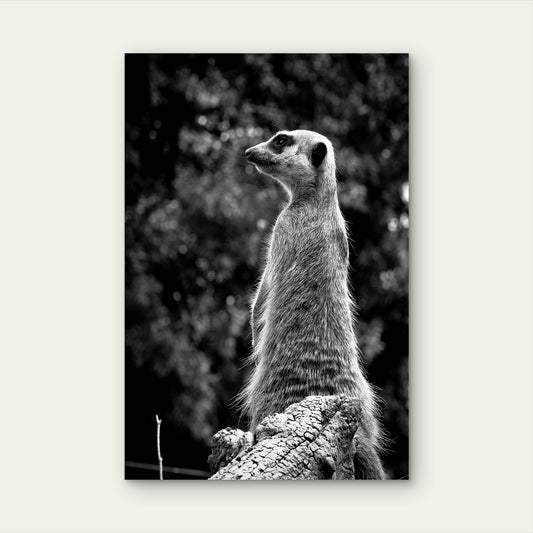 Black White Meerkat Wildlife Sentinel 40x60cm Metal Print Ready to Hang