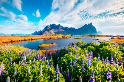 Iceland & Field Of Lupine Flowers Print 100% Australian Made
