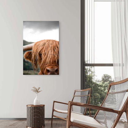 Closeup Highland Cow 60x90cm Metal Print Ready to Hang