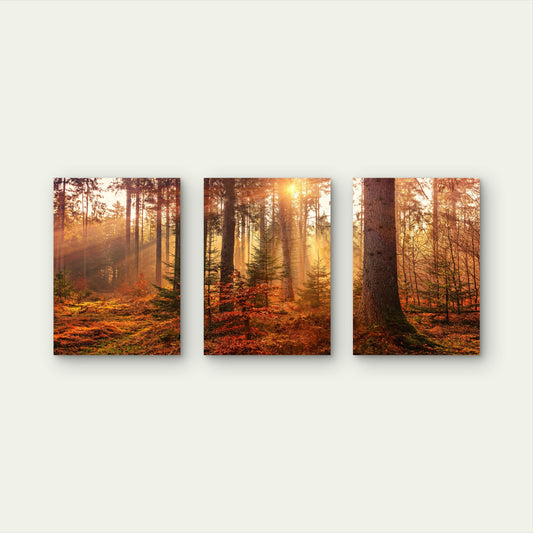 3pcs Autumn Forest Sunburst Orange Gold Tree Wall Art Set Canvas Framed 60x90cm - High Quality Print 100% Australian Made Wall Canvas Ready to Hang - Bella Home Decor