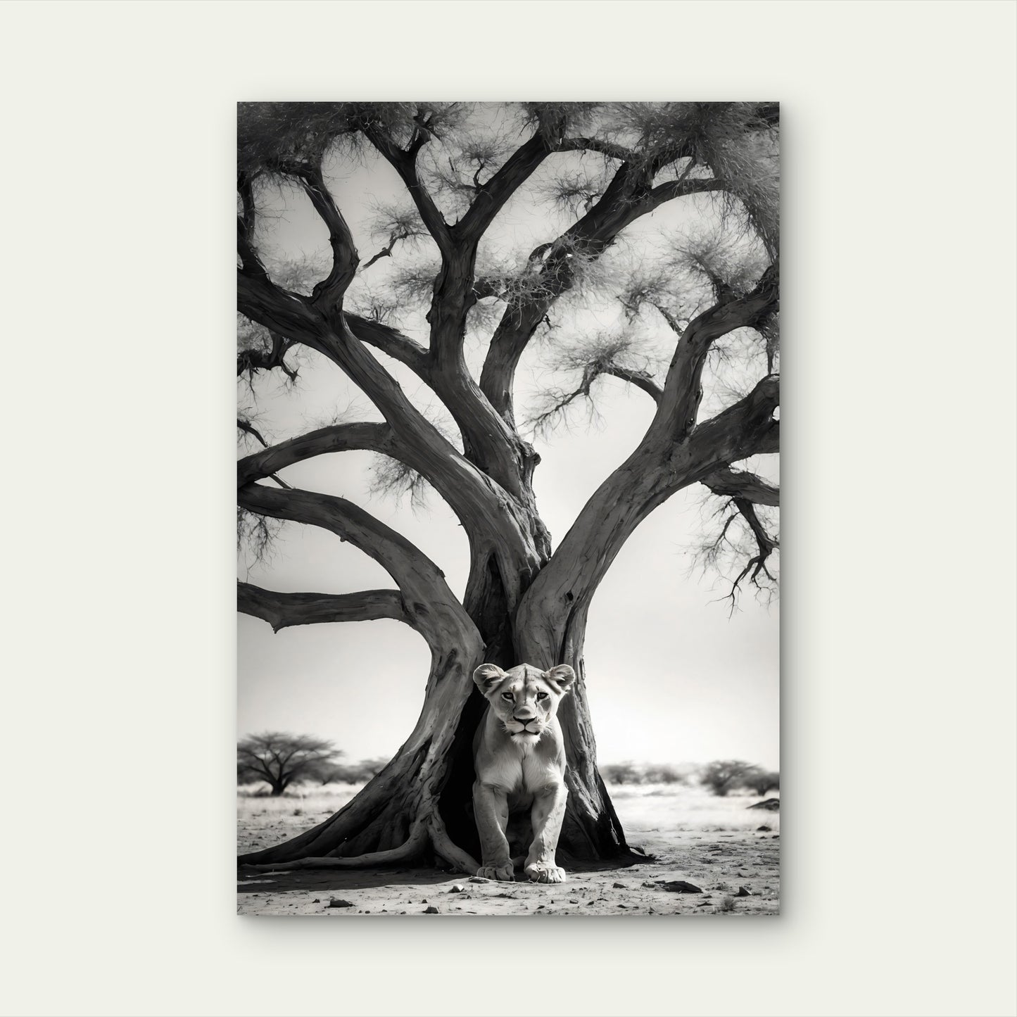 Monochrome Portrait Wild Lion Its Natural Habitat 40x60cm Metal Print Ready to Hang