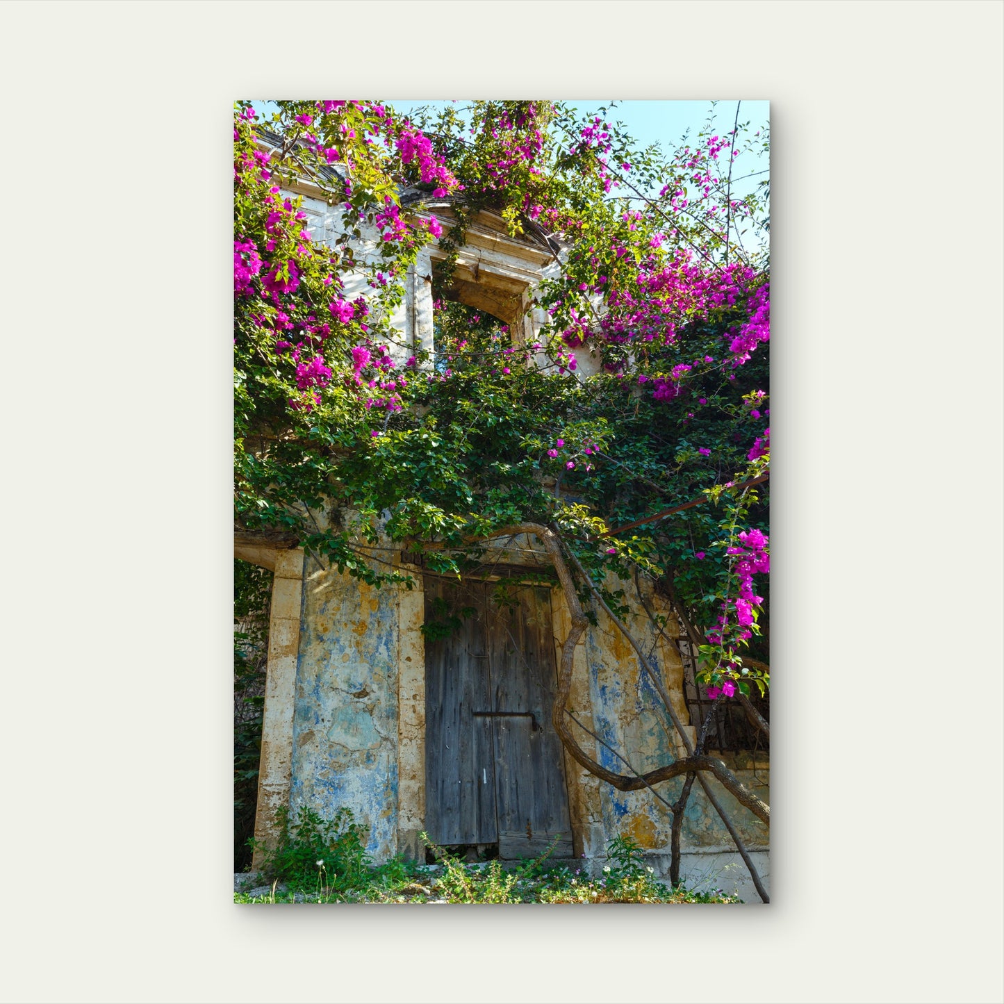 Old Neglected House With Flowering Tree Roof 40x60cm Metal Print Ready to Hang