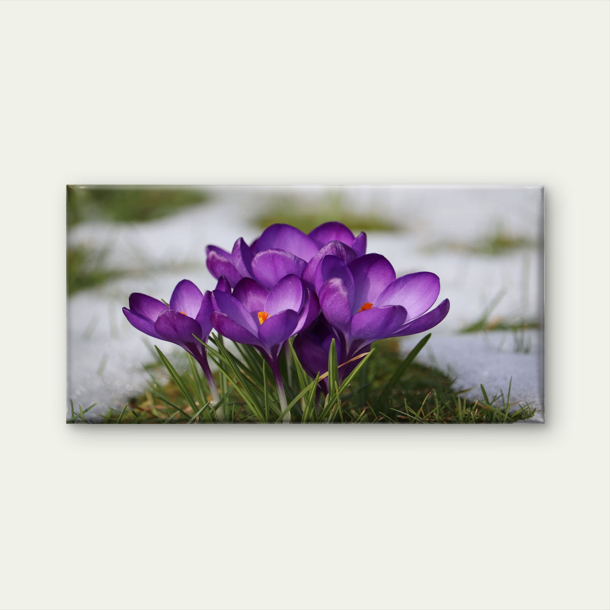 Purple Flowers In Snow Wall Art Canvas Office Home Room Framed 120x60cm