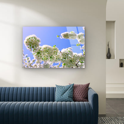 Blooming White Cherry Blossom Flowers Against Clear Blue Sky Spring Nature Acrylic Glass Printing Wall Art Australian Made Quality