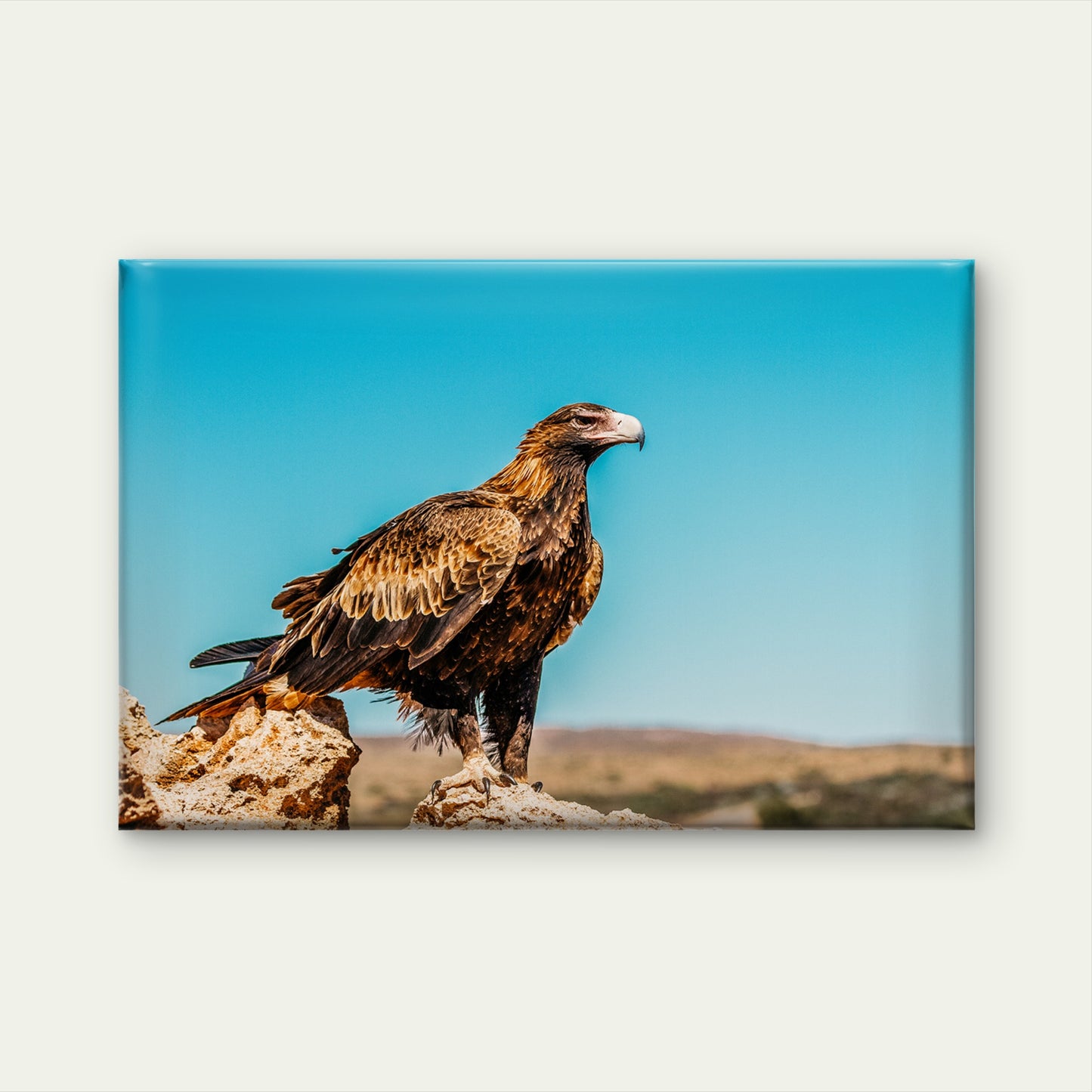 Striking Desert Perch Wedge Tailed Eagle Landmark Wildlife Australia Wall Art Decor 100% Australian Made