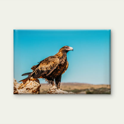 Striking Desert Perch Wedge Tailed Eagle Landmark Wildlife Australia Wall Art Decor 100% Australian Made