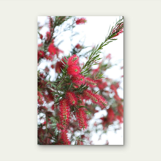 Scarlet Bristles Against White Skies 40x60cm Metal Print Ready to Hang