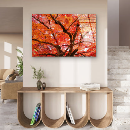 Orange Red Autumn Japanese Maple Tree  Acrylic Glass Printing Wall Art Australian Made Quality
