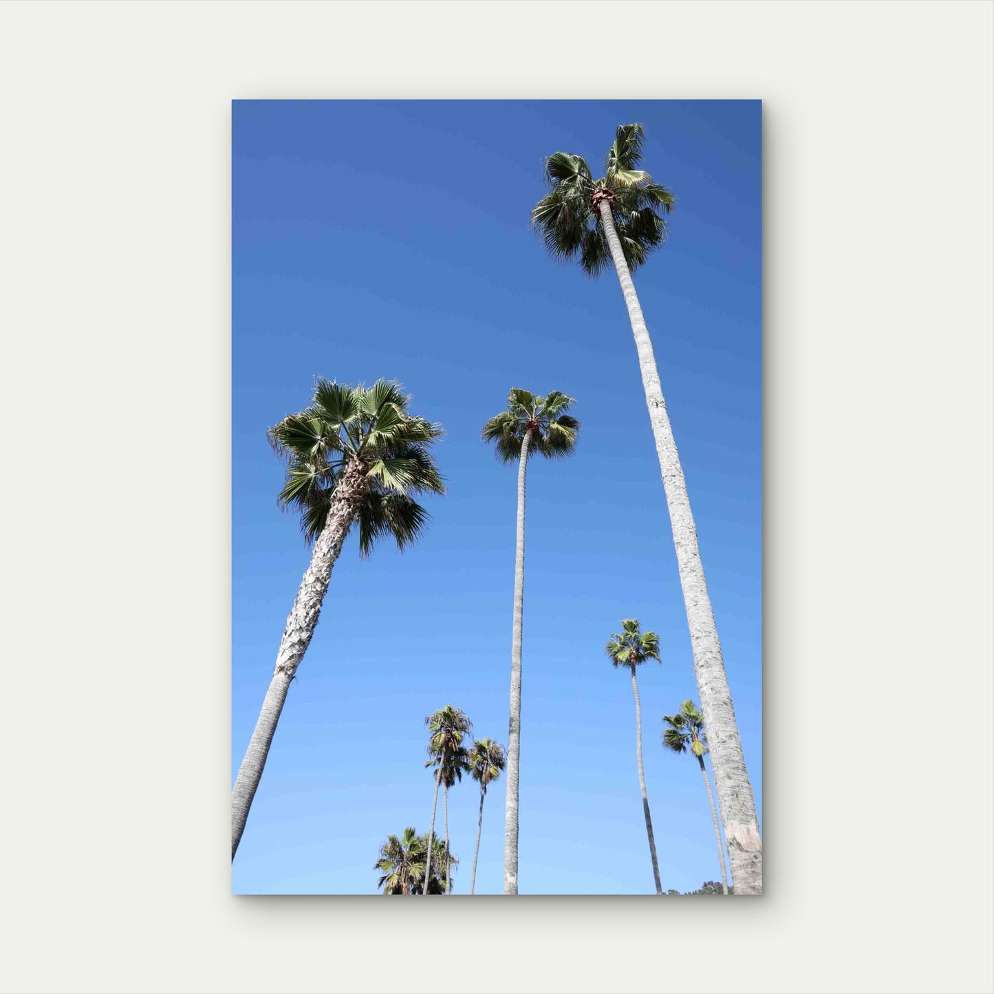 Mexican Fan Palms Metal Print Ready to Hang