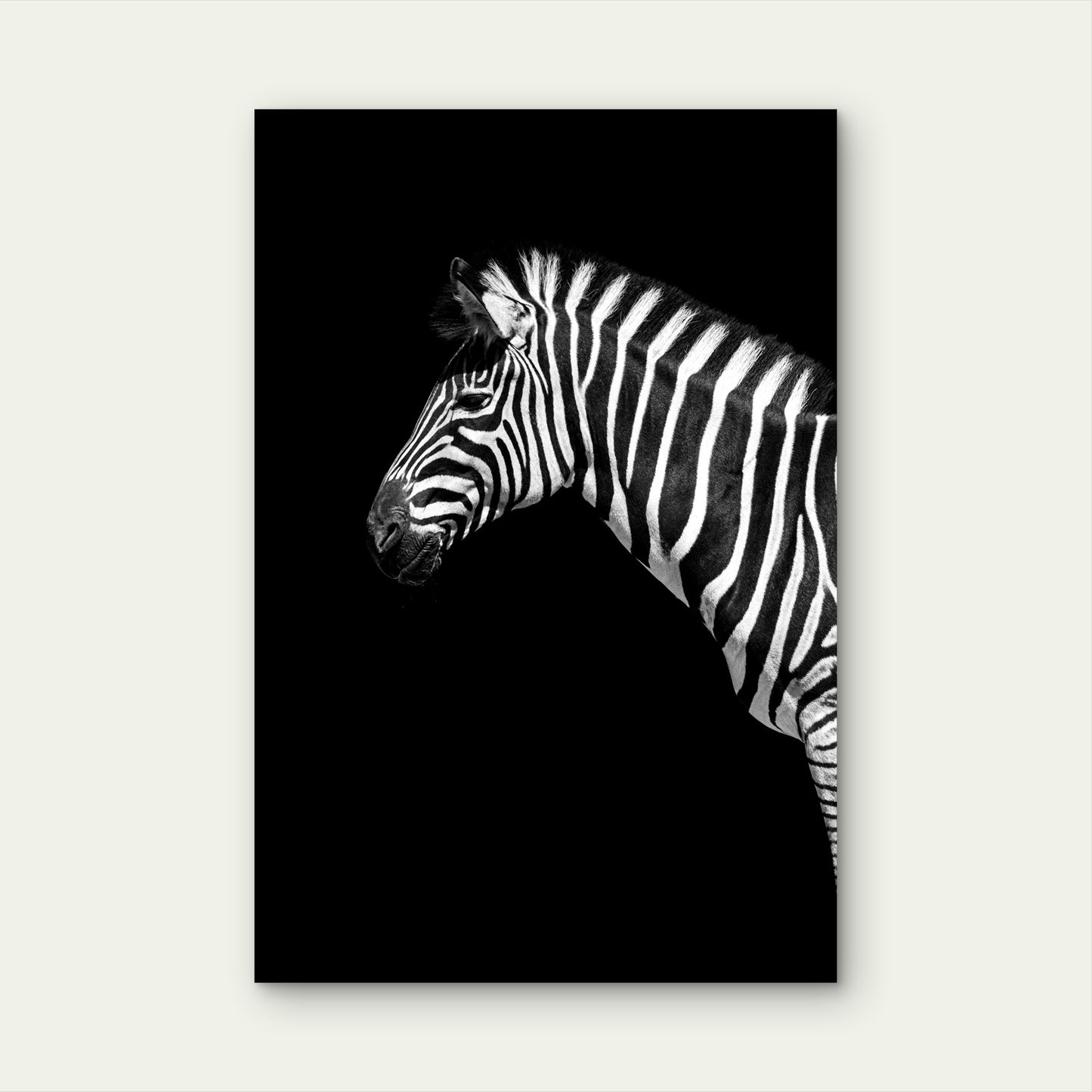 A Black and White Photo of a Zebra 40x60cm Metal Print Ready to Hang