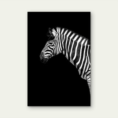 A Black and White Photo of a Zebra 40x60cm Metal Print Ready to Hang