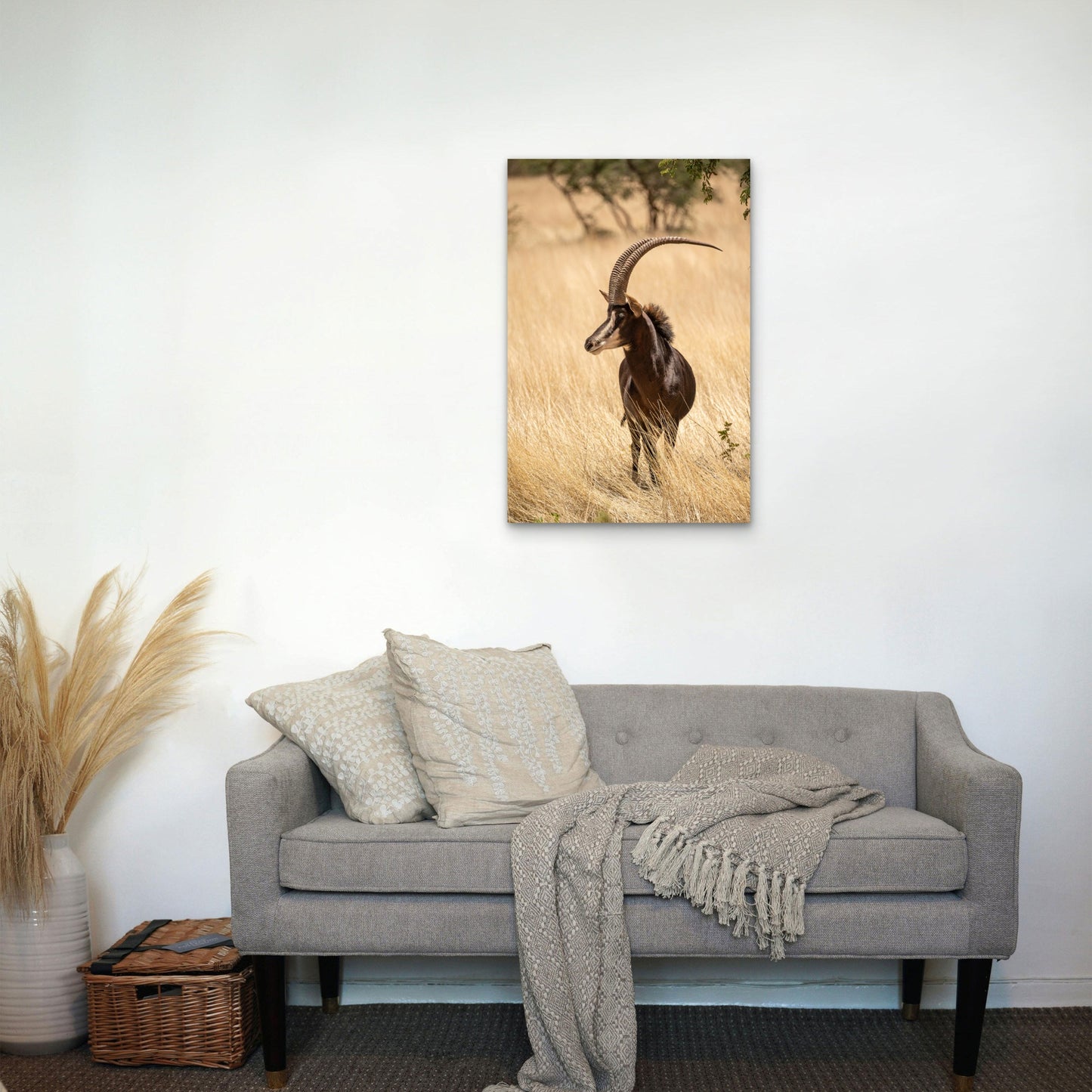 Sable Antelope Standing in a Field 40x60cm Metal Print Ready to Hang