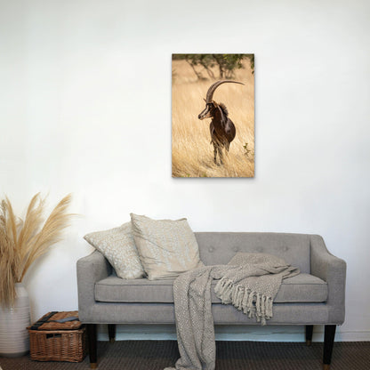 Sable Antelope Standing in a Field 60x90cm Metal Print Ready to Hang