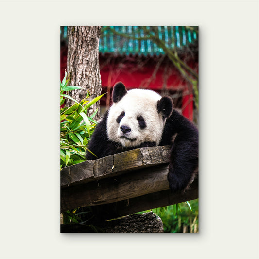 Panda Bear Resting On A Wooden Structure 60x90cm Metal Print Ready to Hang