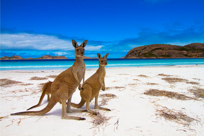Lucky Bay Australian Kangaroo Wall Art Decor 100% Australian Made