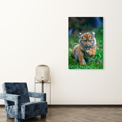 Cute Tiger Cub Licking Paw Wildlife 60x90cm Metal Print Ready to Hang