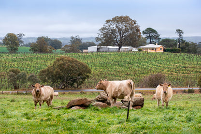 Cows and Vineyards Barossa Valley South Australia Wall Art Decor 100% Australian Made
