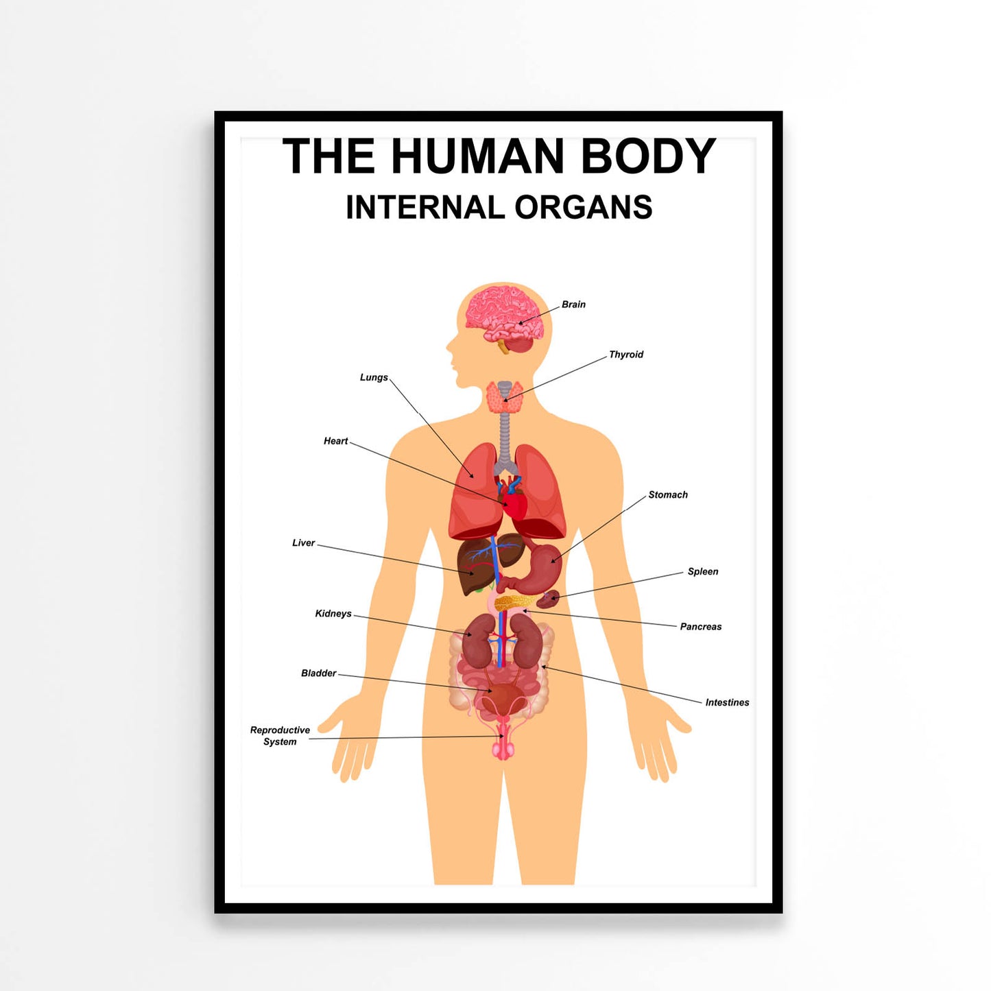 Internal Organs of Human Body Home Decor Premium Quality Poster Print Choose Your Sizes