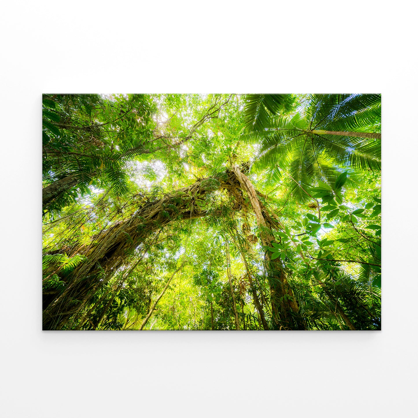 Daintree Rainforest Queensland Scenic View Wall Art Decor 100% Australian Made