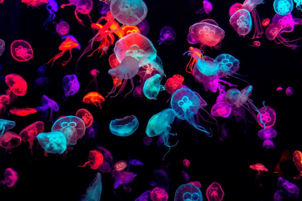 Neon Glowing Jellyfish Sea Wall Art Decor 100% Australian Made - Bella Home Decor