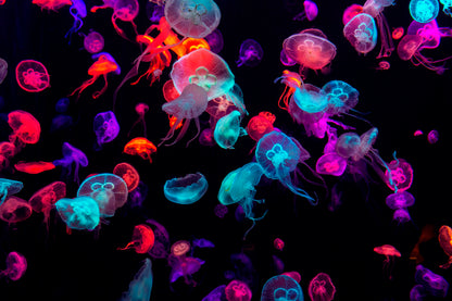 Neon Glowing Jellyfish Sea Wall Art Decor 100% Australian Made - Bella Home Decor