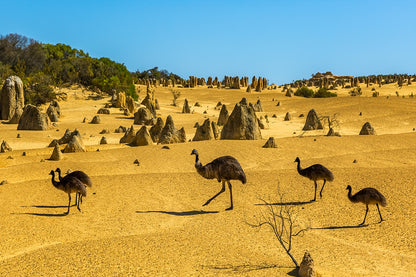 The Pinnacles Desert Western Australia Emus Wall Art Decor 100% Australian Made