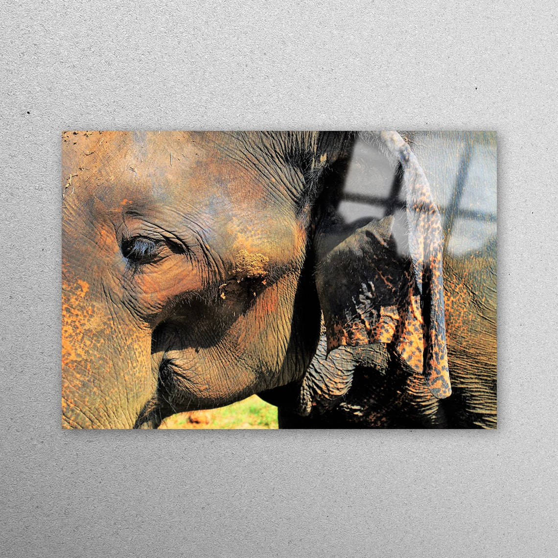 Elephant African Animal Acrylic Glass Print Tempered Glass Wall Art 100% Made in Australia Ready to Hang