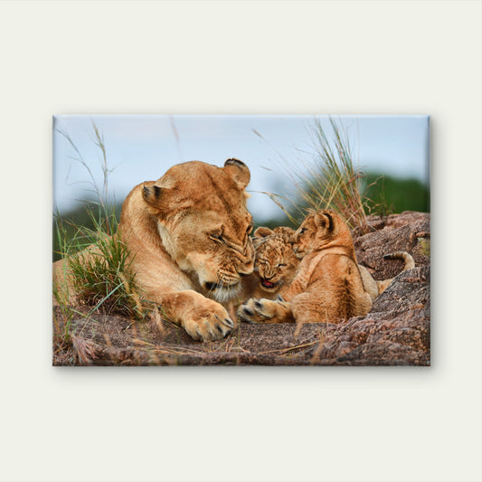Lioness and Cubs Resting on Rocks Wall Art Decor 100% Australian Made