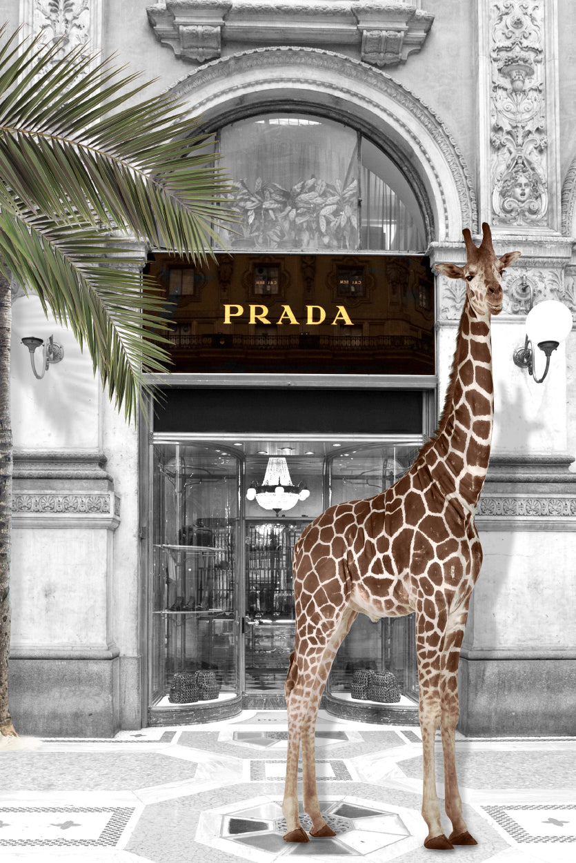 Giraffe & Fashion Store Design Home Decor Premium Quality Poster Print Choose Your Sizes