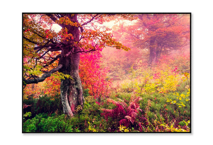 Majestic Landscape with Autumn Trees in Forest Home Decor Premium Quality Poster Print Choose Your Sizes