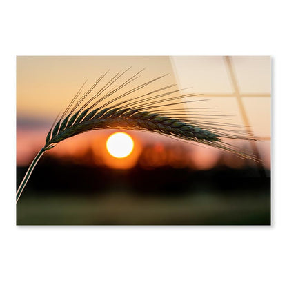 Barley Ear On a Background of a Disk of The Setting Sun Acrylic Glass Print Tempered Glass Wall Art 100% Made in Australia Ready to Hang - Bella Home Decor