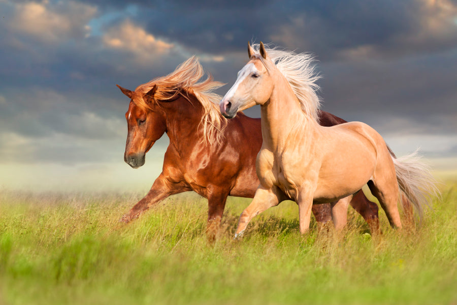 Horses Running in A Field with A Cloudy Sky Acrylic Glass Print Tempered Glass Wall Art 100% Made in Australia Ready to Hang