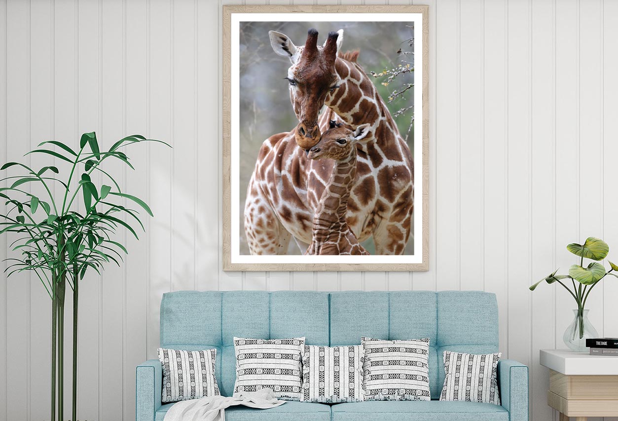 Closeup Of Cute Reticulated Giraffe Baby with Parent Home Decor Premium Quality Poster Print Choose Your Sizes