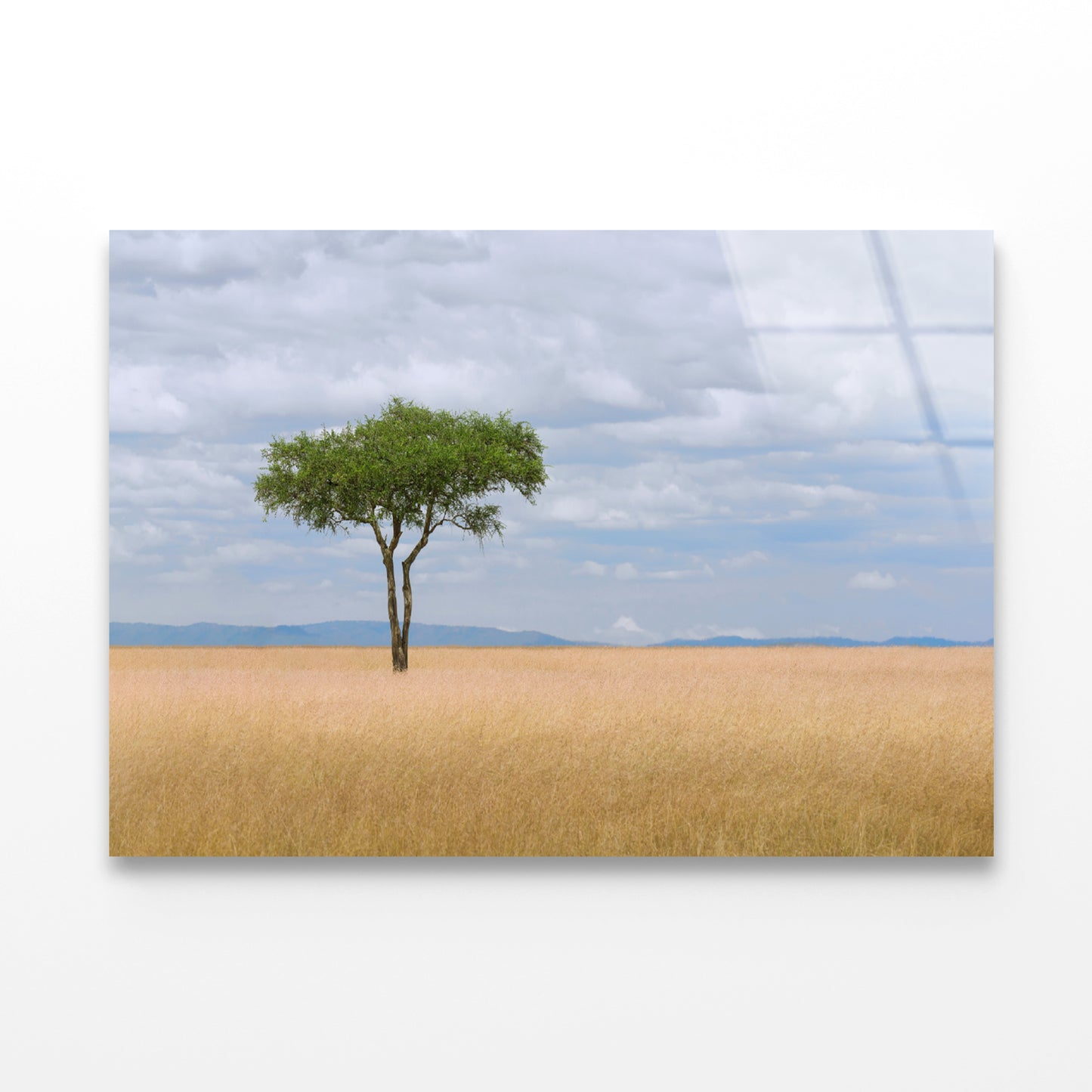 A Single Tree in an Open Field with a Blue Sky Acrylic Glass Print Tempered Glass Wall Art 100% Made in Australia Ready to Hang