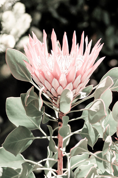 Protea Flower & Plant Closeup Photograph Glass Framed Wall Art, Ready to Hang Quality Print