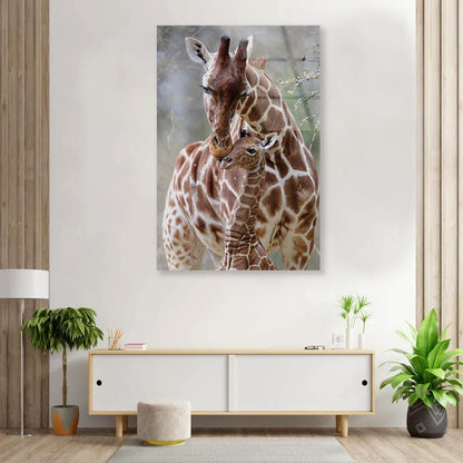 Closeup Of Cute Reticulated Giraffe Baby with Parent Portrait Photograph Acrylic Glass Print Tempered Glass Wall Art 100% Made in Australia Ready to Hang