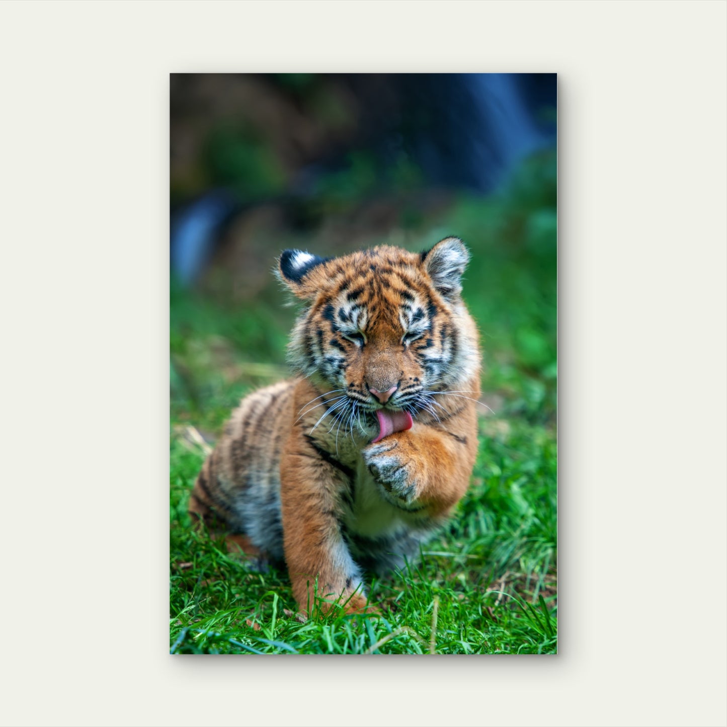 Cute Tiger Cub Licking Paw Wildlife 60x90cm Metal Print Ready to Hang