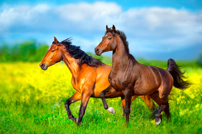 Wild Horses Running Europe Meadow Wall Art Decor 100% Australian Made