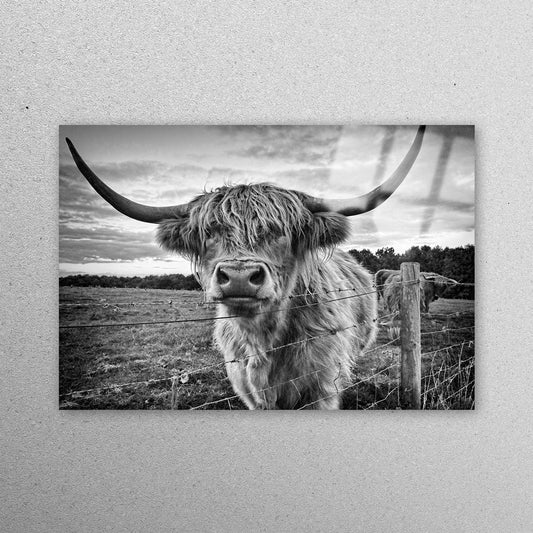 Scottish Highland Cattle Acrylic Glass Print Tempered Glass Wall Art 100% Made in Australia Ready to Hang