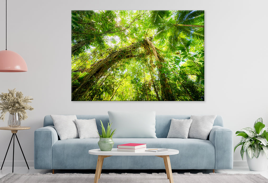 Daintree Rainforest Queensland Scenic View Wall Art Decor 100% Australian Made